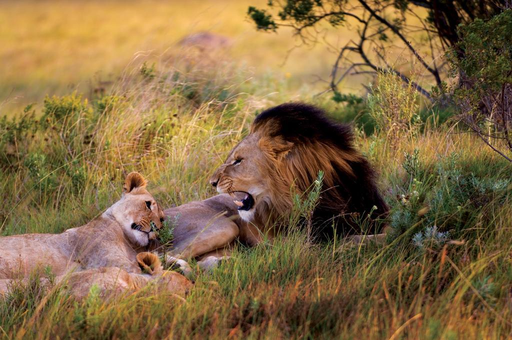 Lalibela Game Reserve - Kichaka Lodge Paterson Exterior foto