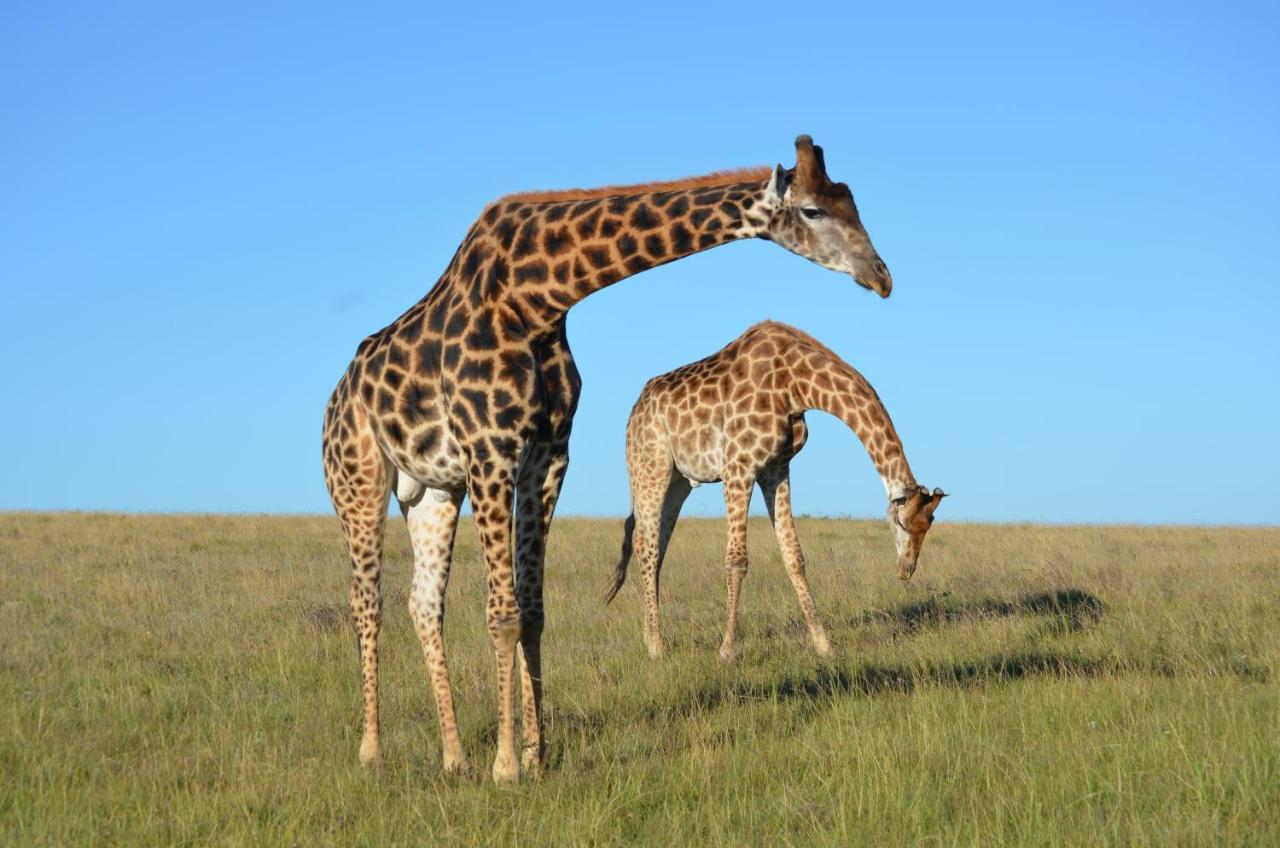 Lalibela Game Reserve - Kichaka Lodge Paterson Exterior foto
