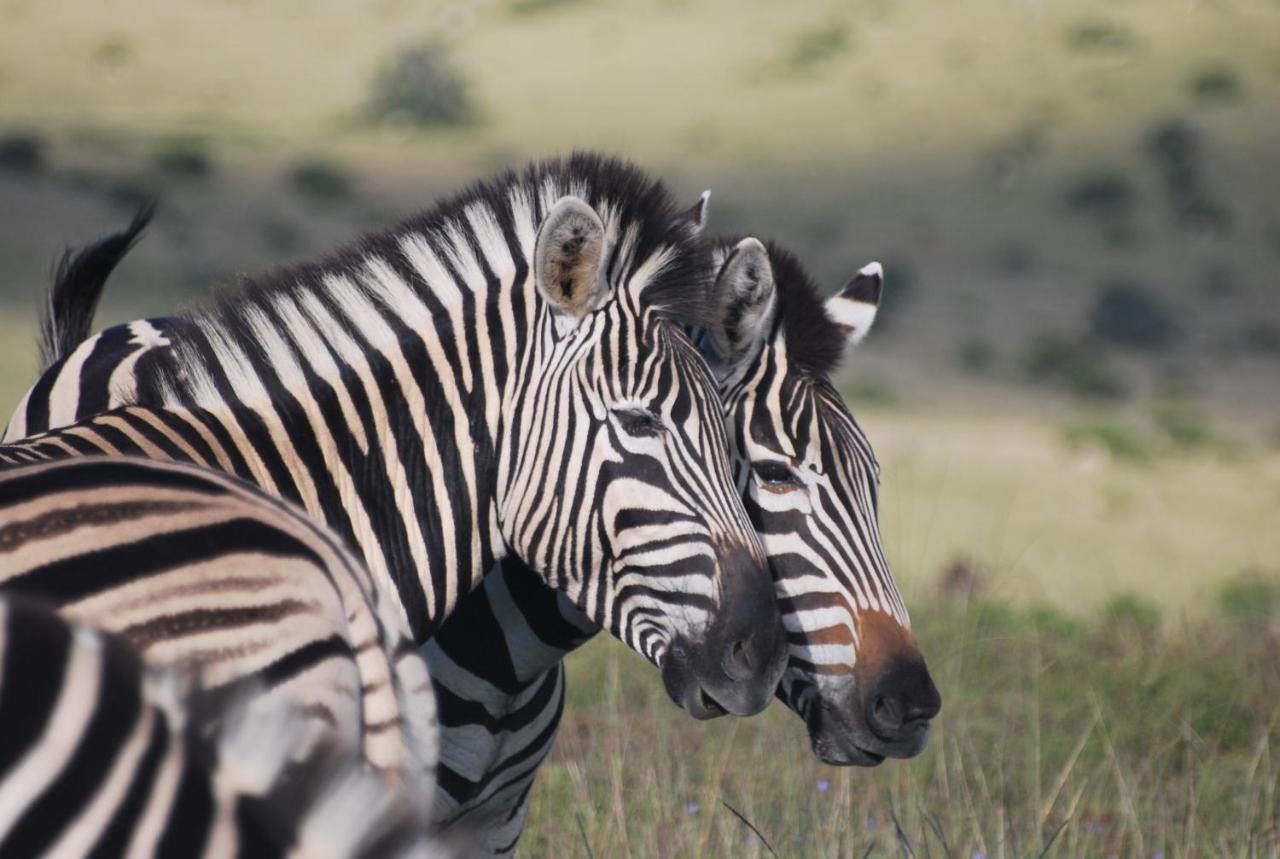 Lalibela Game Reserve - Kichaka Lodge Paterson Exterior foto